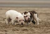 BOULEDOGUE AMERICAIN 141
